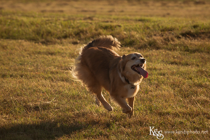 Dallas Family Photographers - K & S Photography