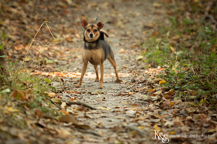 Dallas Family Photographers - K & S Photography