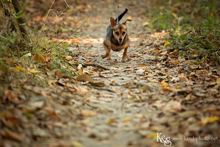 Dallas Family Photographers - K & S Photography